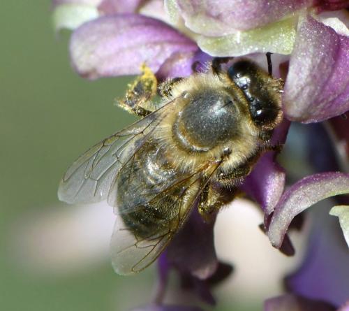 Réf. 248 691 : Apis mellifera